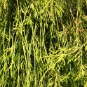 Chamaecyparis pisifera 'Filifera Aurea'